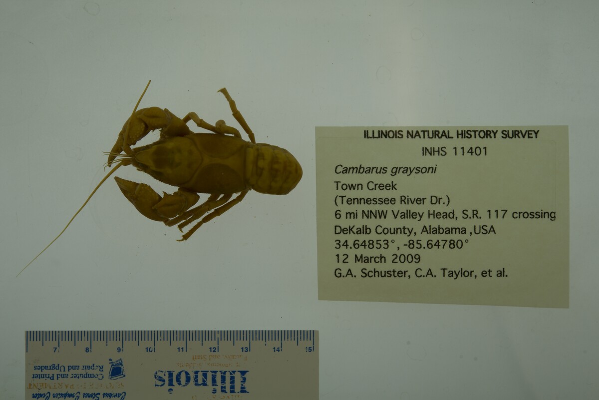 Cambarus graysoni image